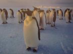 Trwają rekrutacje na stanowisko w urzędzie pocztowym pingwinów na Antarktydzie